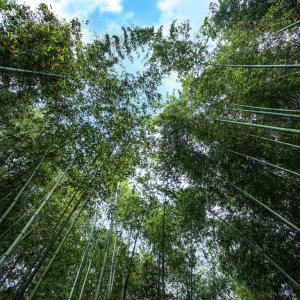 Reimagining the Pallet Supply Chain